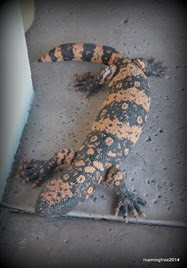 Gila Monster