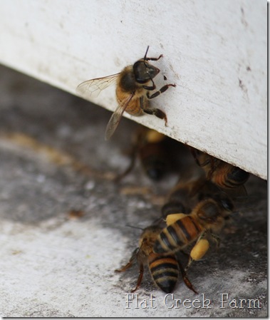 honeybees2