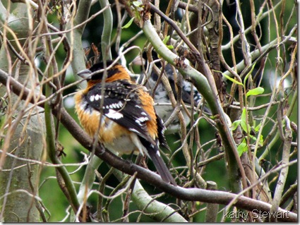 Black-headed in foreground, Rose-breasted behind