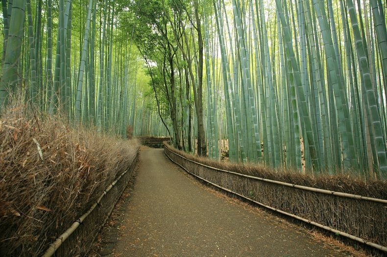 Foto Keindahan Hutan Bambu Sagano di Jepang