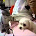 and x202a;cats vs dogs funny dogs vs cats YouTube and x202c; and rlm;   YouTube