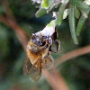 Honey Bee (worker)