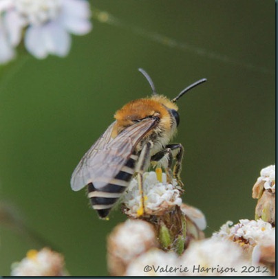 bee colletes-1