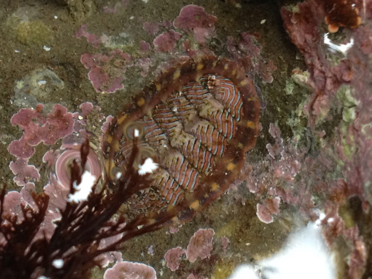 Lined Chiton