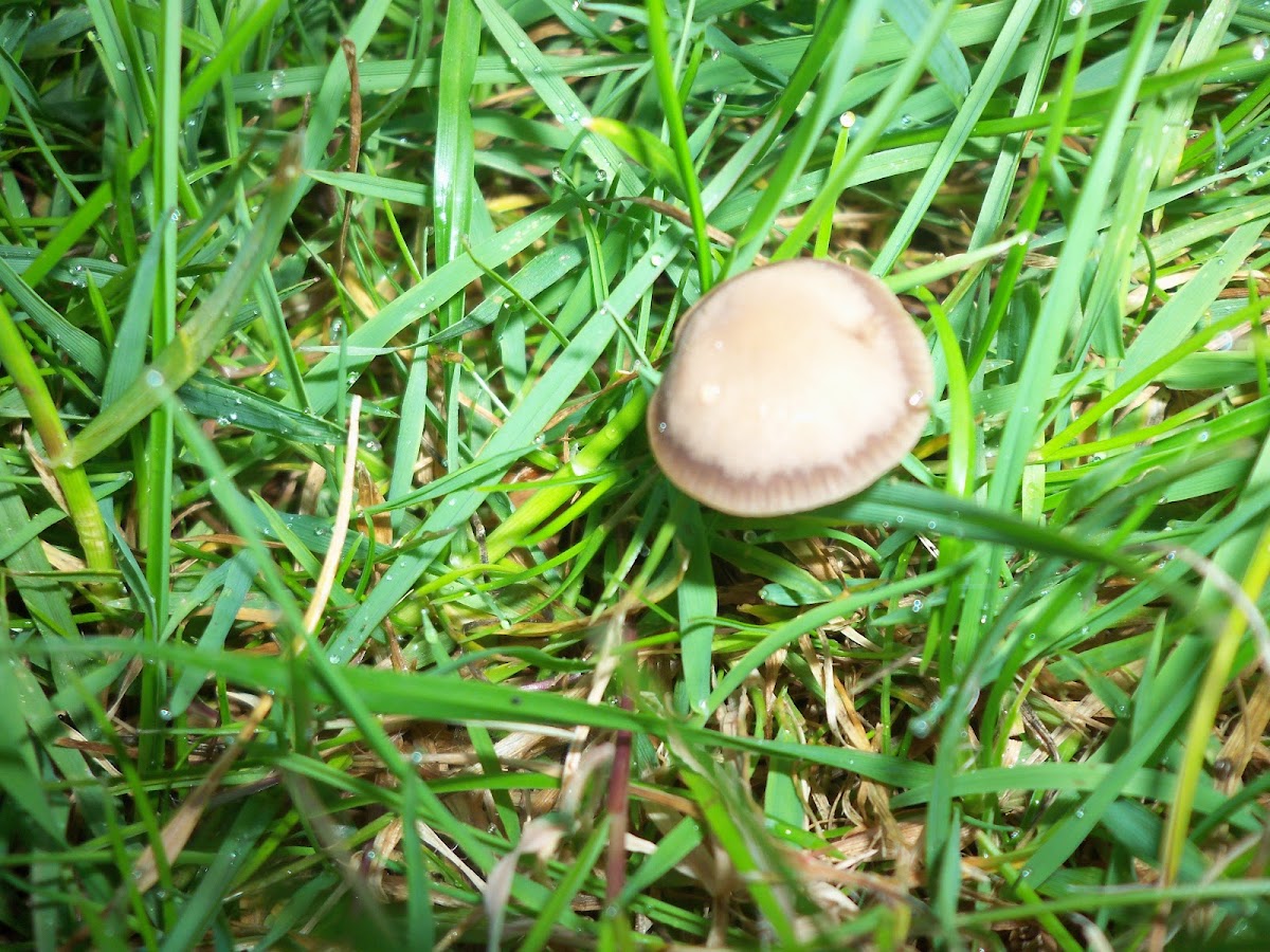 Mowers Mushroom