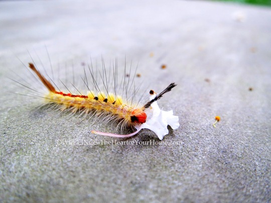 Tussock Moth Caterpillar 5