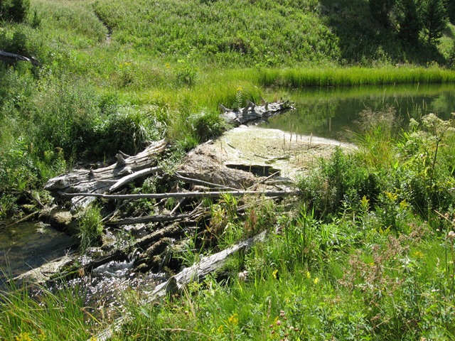 [BeaverPondNarrowGaugeTerrace1193.jpg]