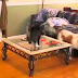 Dogs and cats meeting for the first time - Cute and funny dog & cat compilation