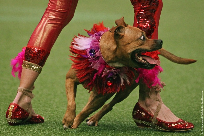 crufts-2012-29