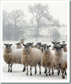 cold sheep