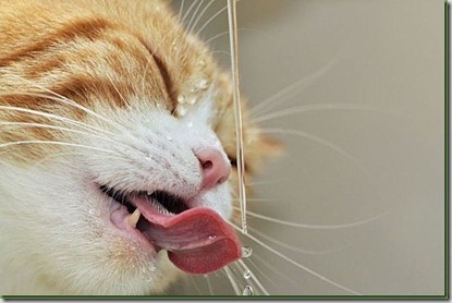 gatto che beve gatto che beve