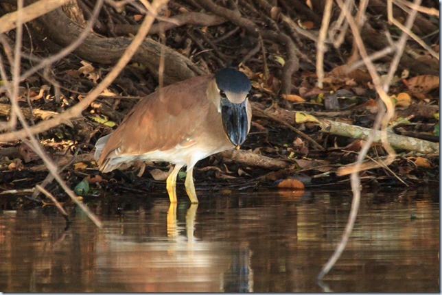 Pantanal_Herons-3