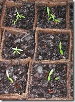 Parsnip seedlings don't hurry; even after a month they are still tiny.