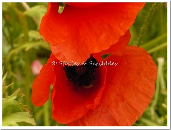 Poppies (1)