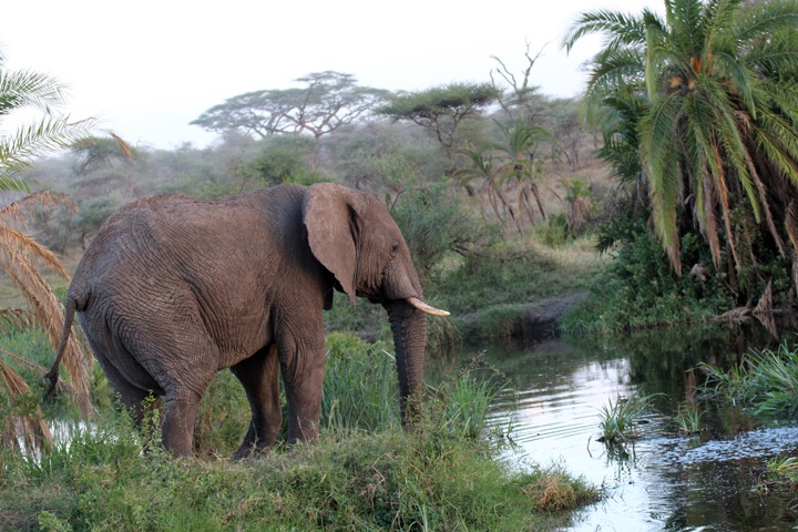 [October-17-2012-elephant-in-stream3.jpg]