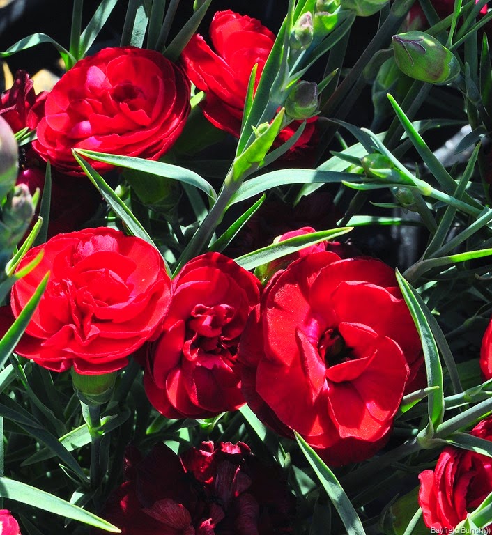 [DSC_0004%255B9%255D.jpg]