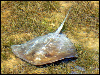 03m - Wildlife - Sting Ray under the clear water