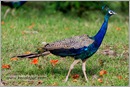 _P6A1719_peacocks_mudumalai_bandipur_sanctuary 