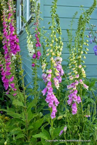 Foxgloves 2