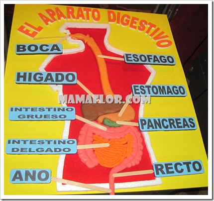 Maqueta del Sistema Digestivo
