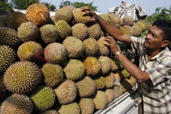 Durian Pasuruan