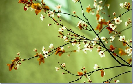 Spring-flowers-spring-22176435-1920-1200 Spring-flowers-spring-22176435-1920-1200