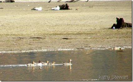 Northern Pintails in foreground