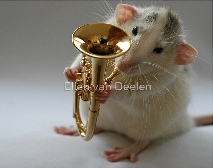 rat-musicians-011