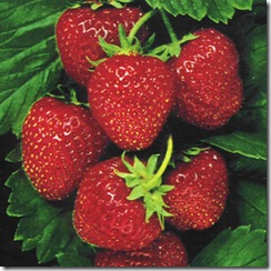 strawberry_sweet_temptation