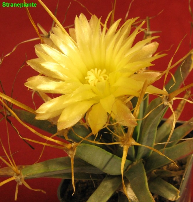 [Leuchtenbergia-principis-flower3.jpg]