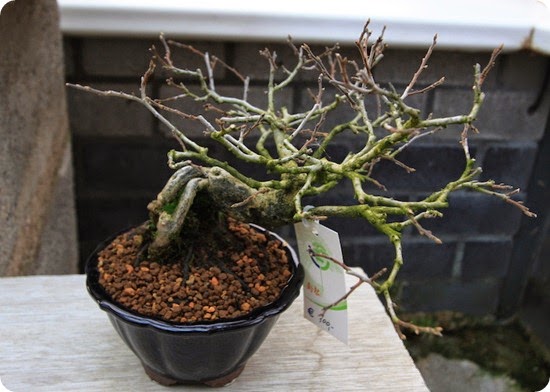 Diospyros kaki as bonsai