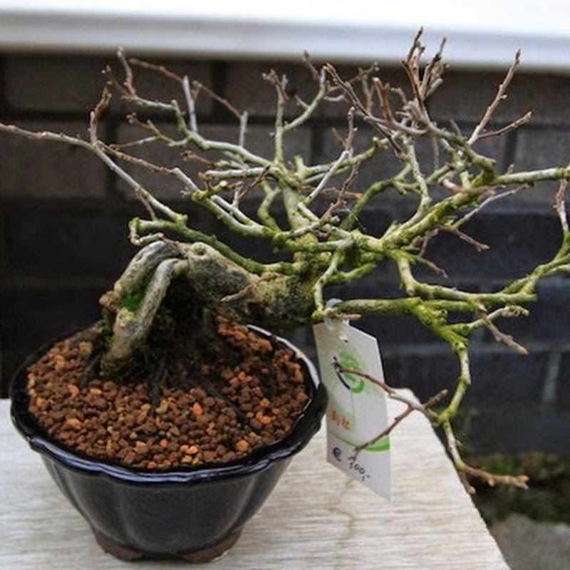 Diospyros kaki as bonsai.