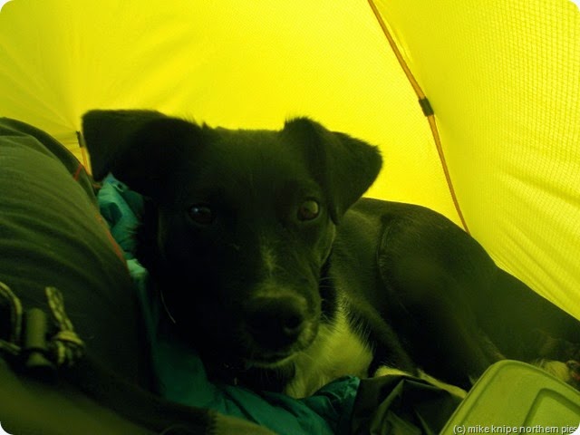 lucky likes the tent