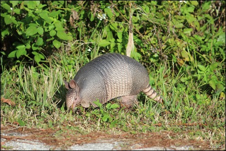 armadillo