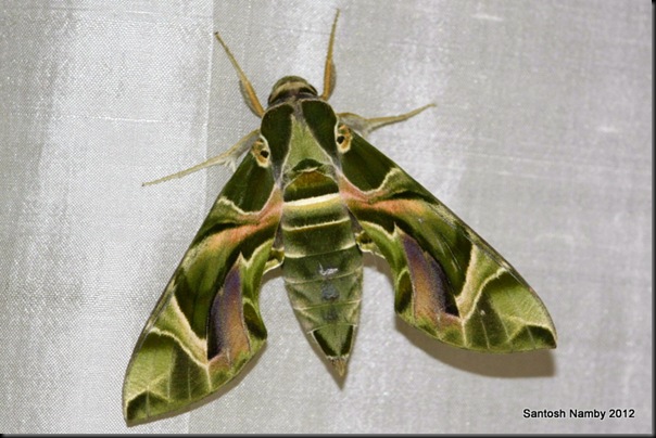 Oleander Hawk-moth