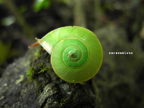 green_snail_limestone_macro_samsung_ex1