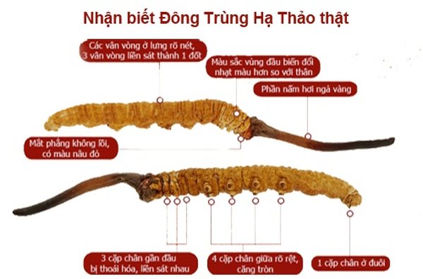 cach-phan-biet-dong-trung-ha-thao-that-gia-2.jpg