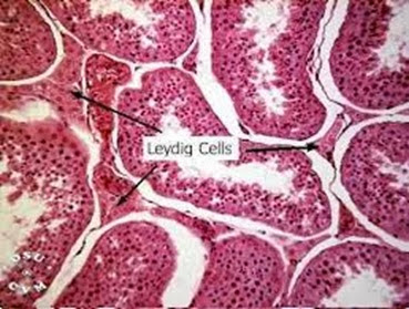 Leydig cells