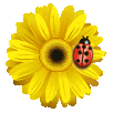 gifs-animados-catarinas-ladybugs-008