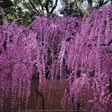 結城神社,梅花(KS2_1911,35 mm,f-2.8,KS2)2015yaotomi_.jpg