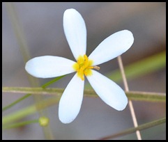 white wildflower 3