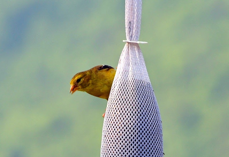 [01b---birds---female-goldfinch5.jpg]