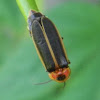 common eastern firefly, big dipper firefly