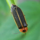 common eastern firefly, big dipper firefly