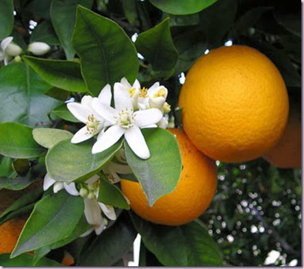 OrangeBlossom-380
