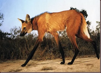 Amazing Animal Pictures The Maned Wolf (1)