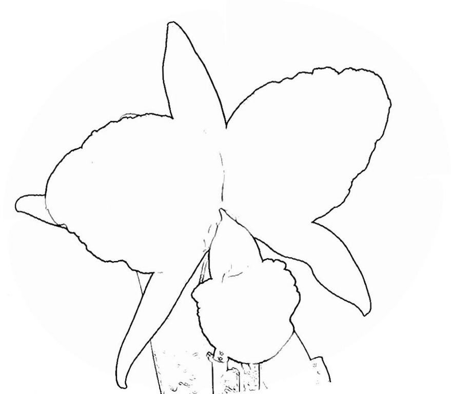 [orquidea%2520colombia%25201%255B2%255D.jpg]