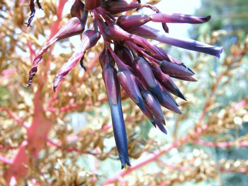 [Puya%2520spathecea%255B3%255D.jpg]