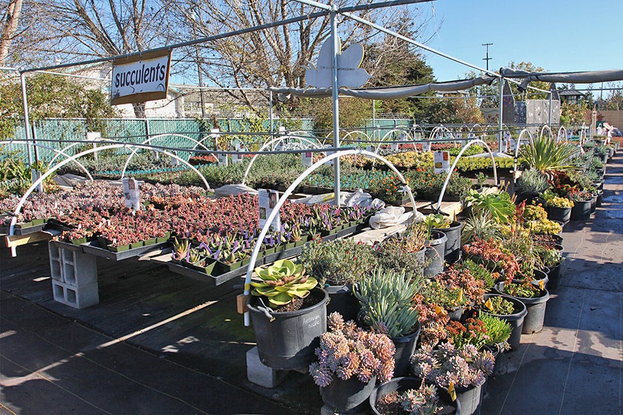 [110211_AnniesAnnuals_succulents%255B2%255D.jpg]