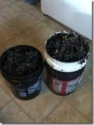 10 gallons grapes
